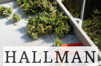 Productos saludables de un grow shop