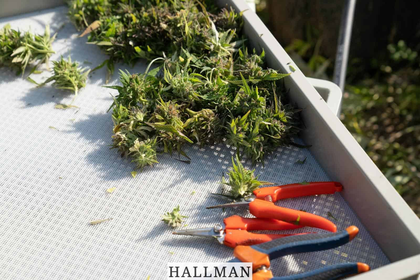 Productos saludables de un grow shop