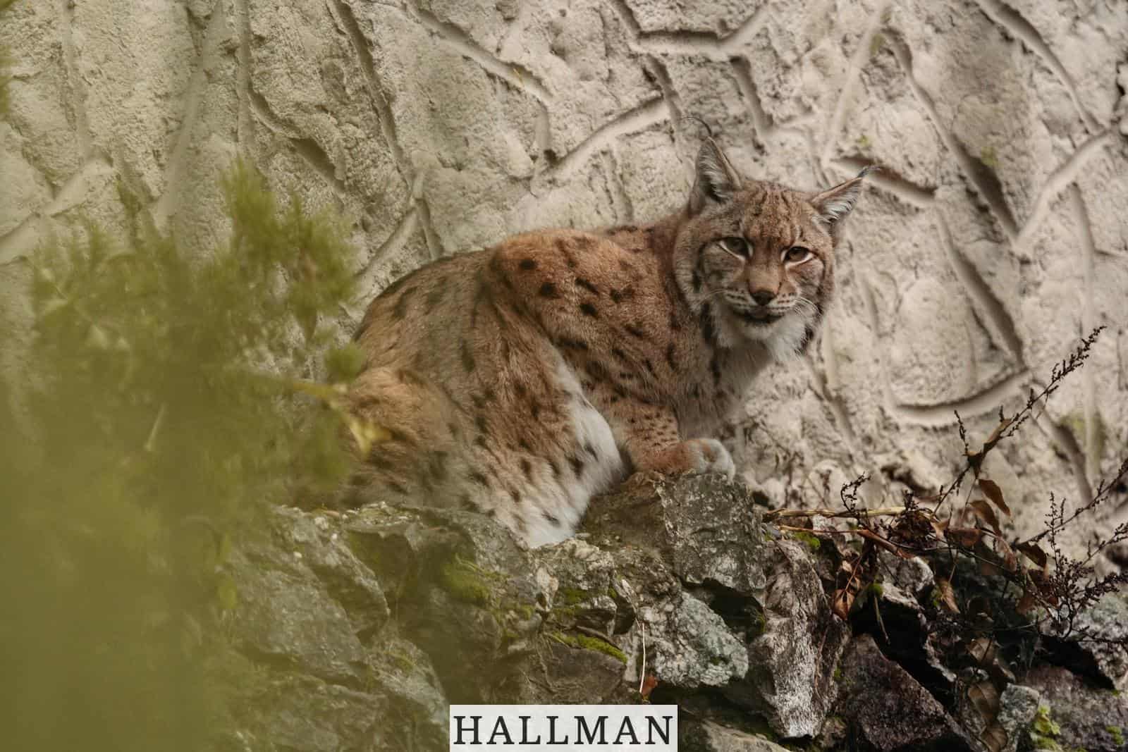 Los animales mas raros que existen en España